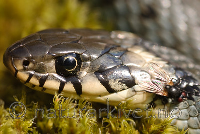 BB 08 0066 / Natrix natrix / Buorm